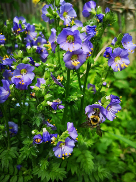 Polemonium 'Heavenly Habit'