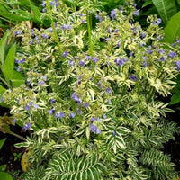 Polemonium caeruleum 'Brise d'Anjou'