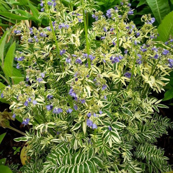 Polemonium caeruleum 'Brise d'Anjou'