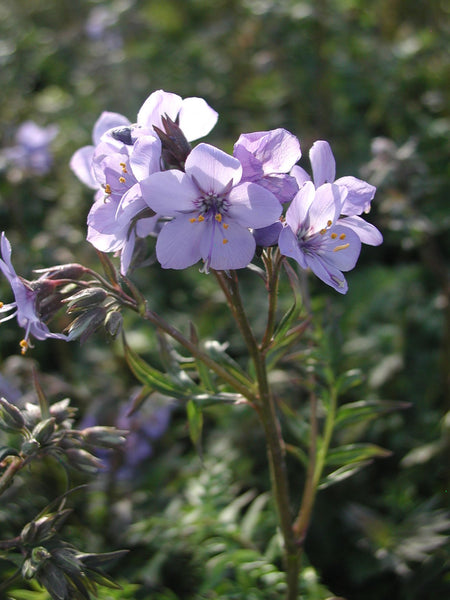 Polemonium yezoense 'Purple Rain'