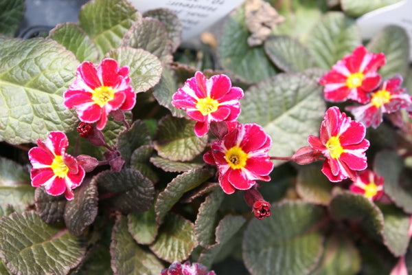 Primula 'Dark Rosaleen'