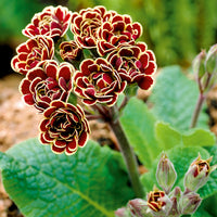 Primula 'Elizabeth Killelay'