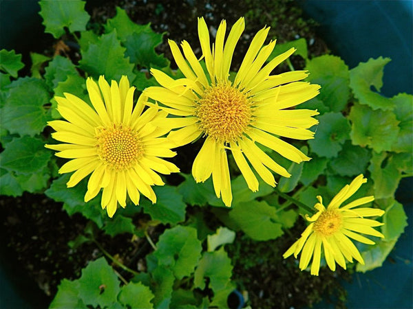 Doronicum orientale 'Little Leo'