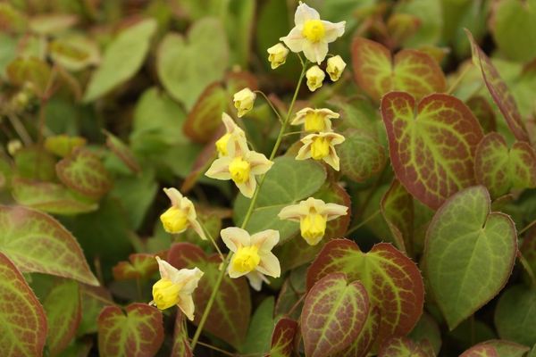Epimedium x versicolor 'Sulphureum'