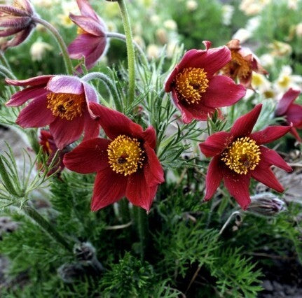 Pulsatilla vulgaris 'Red Bells'