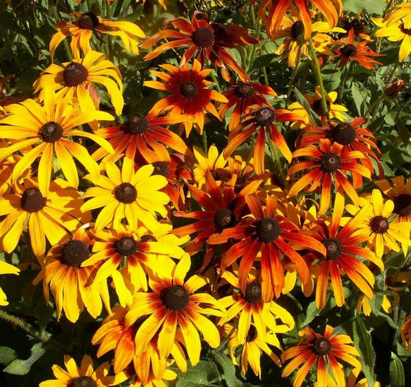 Rudbeckia 'Autumn Colours Mix'