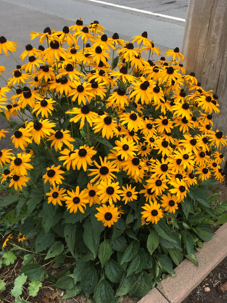 Rudbeckia f. 'Goldsturm'