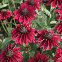 Rudbeckia h. 'Cherry Brandy'