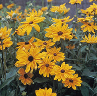 Rudbeckia h. 'Indian Summer'