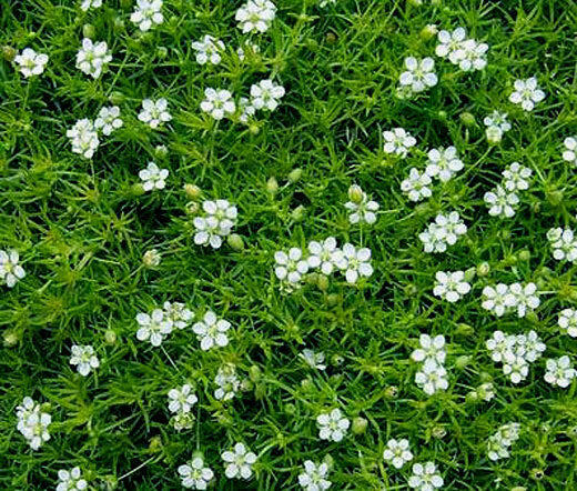 Sagina subulata 'Irish Moss'