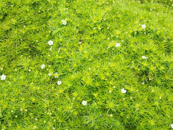 Sagina subulata 'Scotch Moss'