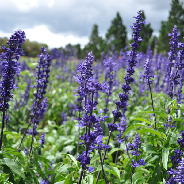 Salvia 'Blue Willow'