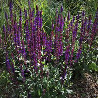 Salvia 'Caradonna'