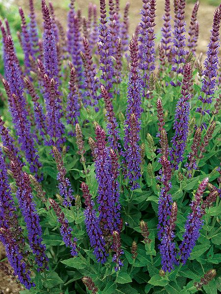 Salvia 'East Friesland'