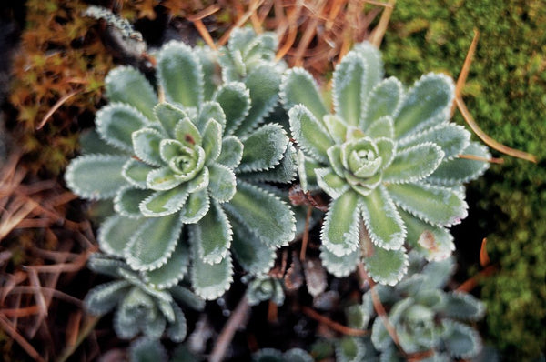 Saxifraga aizoon