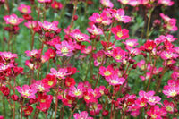 Saxifraga x arendsii 'Merlot' (Red)