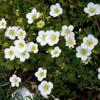 Saxifraga x arendsii 'White'