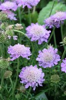 Scabiosa 'Butterfly Blue'