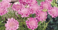 Scabiosa 'House Hybrids Mix'