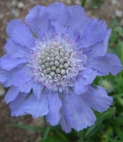 Scabiosa 'Perfecta Blue'