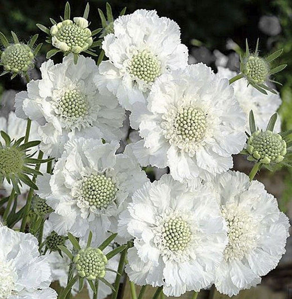 Scabiosa 'Perfecta White'