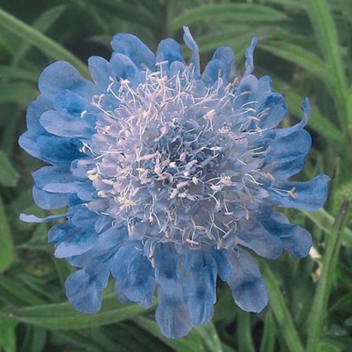 Scabiosa 'Ritz Blue'