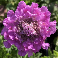 Scabiosa 'Ritz Rose'