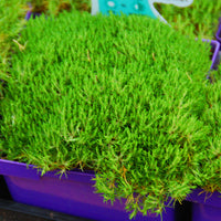 Scleranthus uniflorus