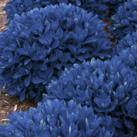 Sedum 'Blue Pearl'