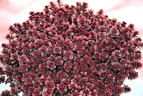 Sedum 'Bronze Carpet'