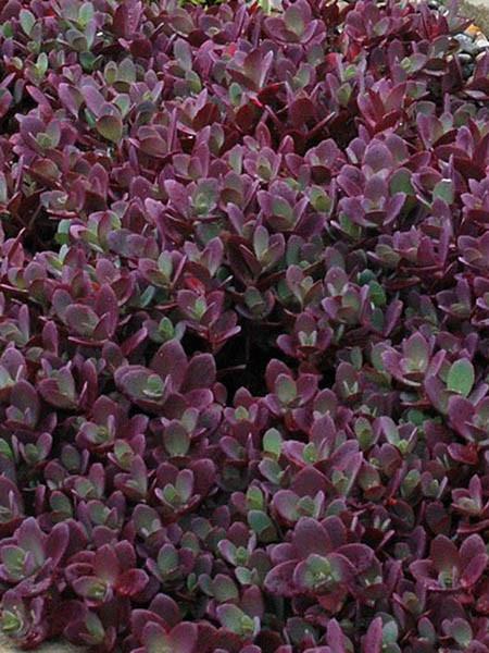 Sedum 'Firecracker'