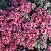 Sedum 'Lidakense'