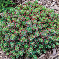 Sedum 'Lime Zinger'