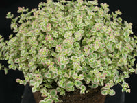 Sedum 'Little Missy'