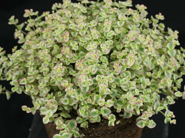 Sedum 'Ogon'