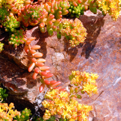 Sedum 'Pork and Beans'