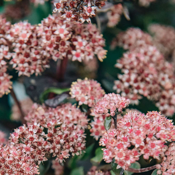 Sedum 'Twickle Purple'