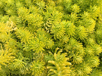 Sedum acre 'Aurea'