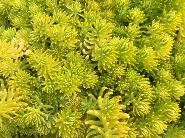 Sedum acre 'Aurea'