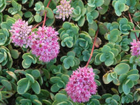 Sedum ewersii 'Pink'