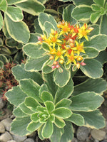 Sedum kamtschaticum 'Variegatum'