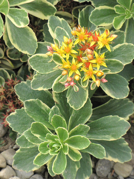 Sedum kamtschaticum 'Variegatum'