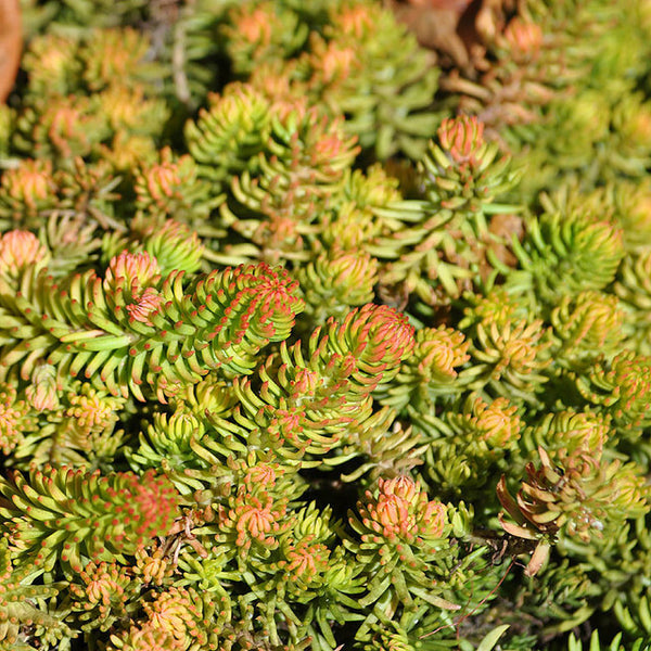 Sedum rupestre 'Angelina'