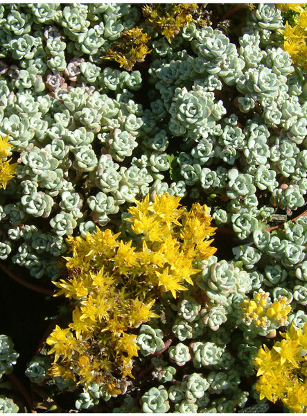 Sedum spathulifolium 'Cape Blanco'