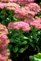 Sedum spectabile 'Brilliant'