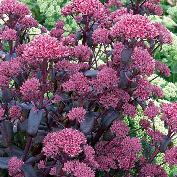 Sedum spectabile 'Purple Emperor'