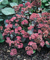 Sedum ternatum 'Vera Jameson'