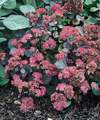 Sedum ternatum 'Vera Jameson'