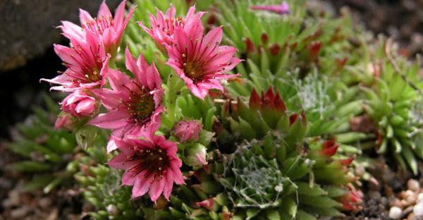 Sempervivum X barbulatum 'Hookeri'