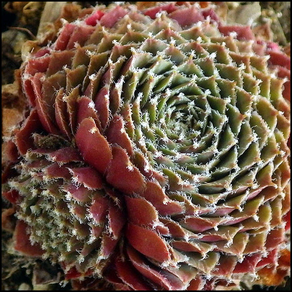 Sempervivum 'Alpha'